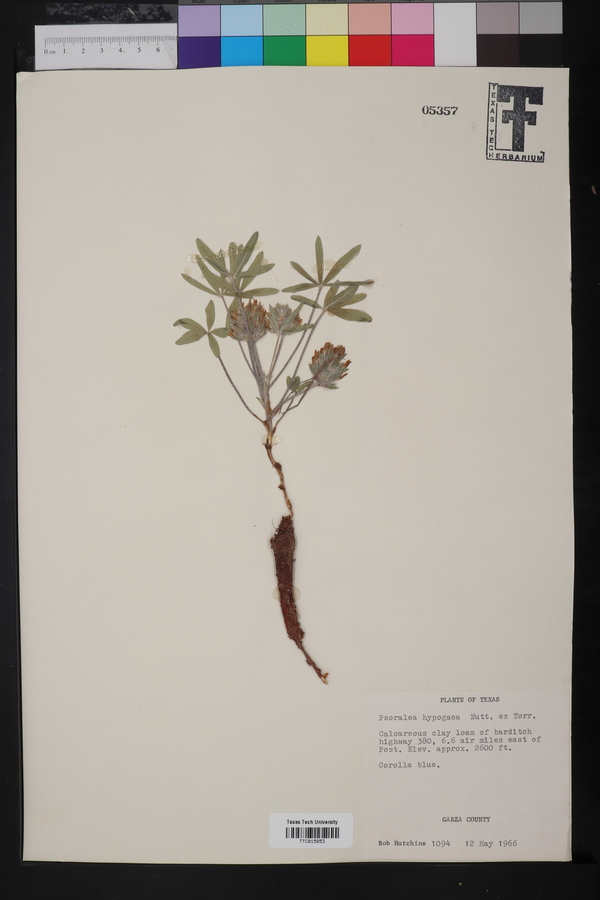 Psoralea hypogaea image