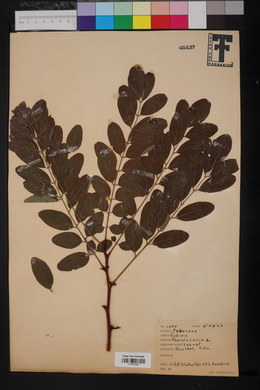 Robinia pseudoacacia image