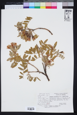 Dermatophyllum arizonicum image