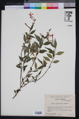 Cuphea graciliflora image