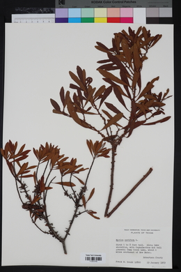 Myrica cerifera image