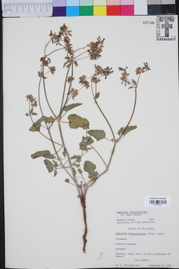 Acleisanthes chenopodioides image