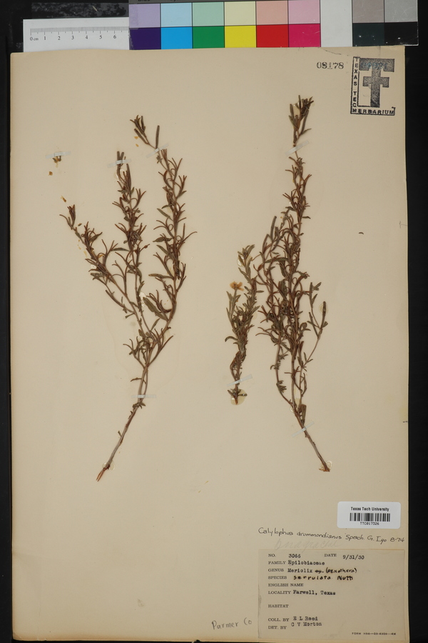 Oenothera berlandieri subsp. pinifolia image