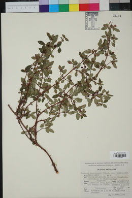 Fuchsia encliandra subsp. encliandra image