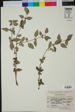 Fuchsia thymifolia image