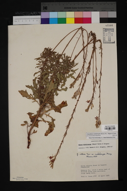 Oenothera mckelveyae image