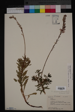 Oenothera sinuosa image