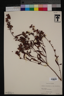 Ludwigia alternifolia var. alternifolia image