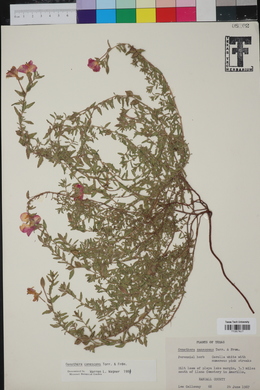 Oenothera canescens image