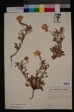 Oenothera grandis image