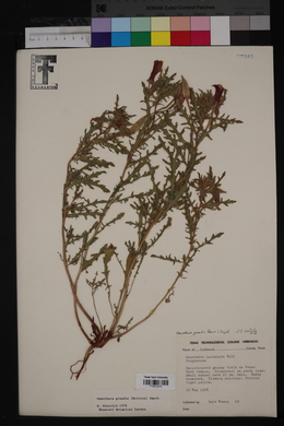 Oenothera grandis image