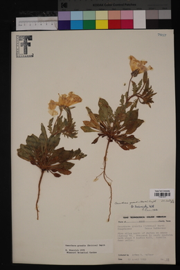 Oenothera grandis image