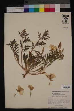 Oenothera grandis image