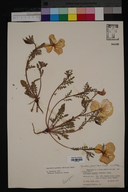 Oenothera grandis image