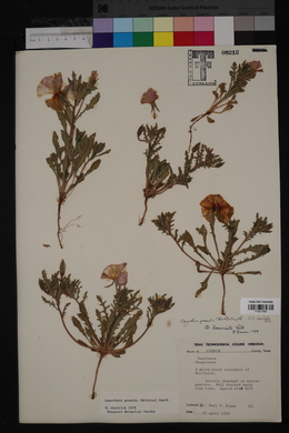 Oenothera grandis image