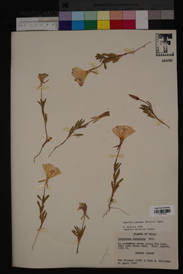 Oenothera grandis image