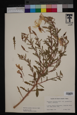 Oenothera grandis image