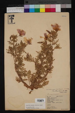 Oenothera grandis image