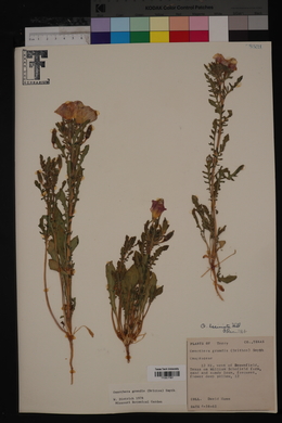 Oenothera grandis image