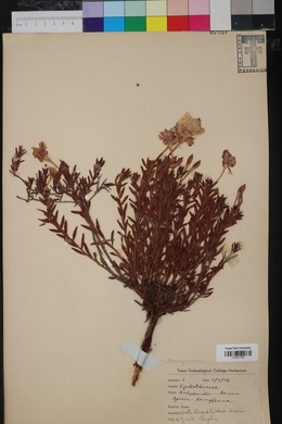 Oenothera hartwegii subsp. pubescens image