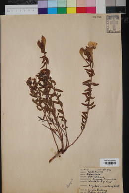 Oenothera hartwegii subsp. pubescens image