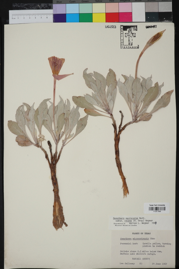 Oenothera macrocarpa subsp. incana image