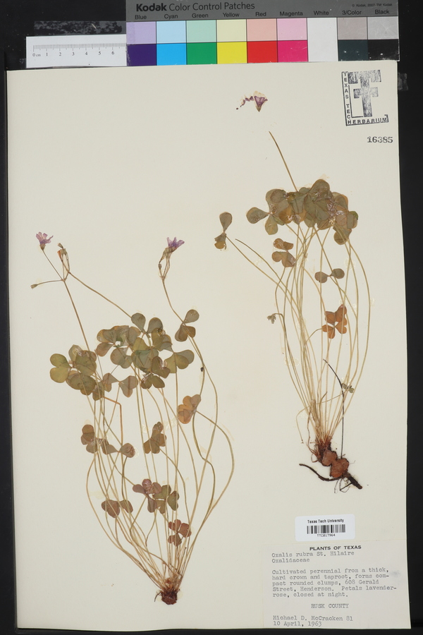 Oxalis rubra image