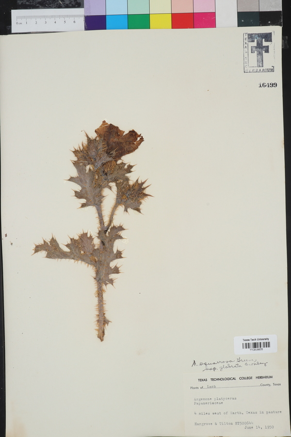 Argemone squarrosa subsp. glabrata image