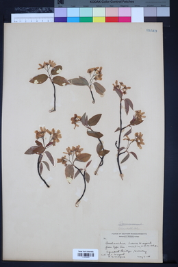 Amelanchier laevis image