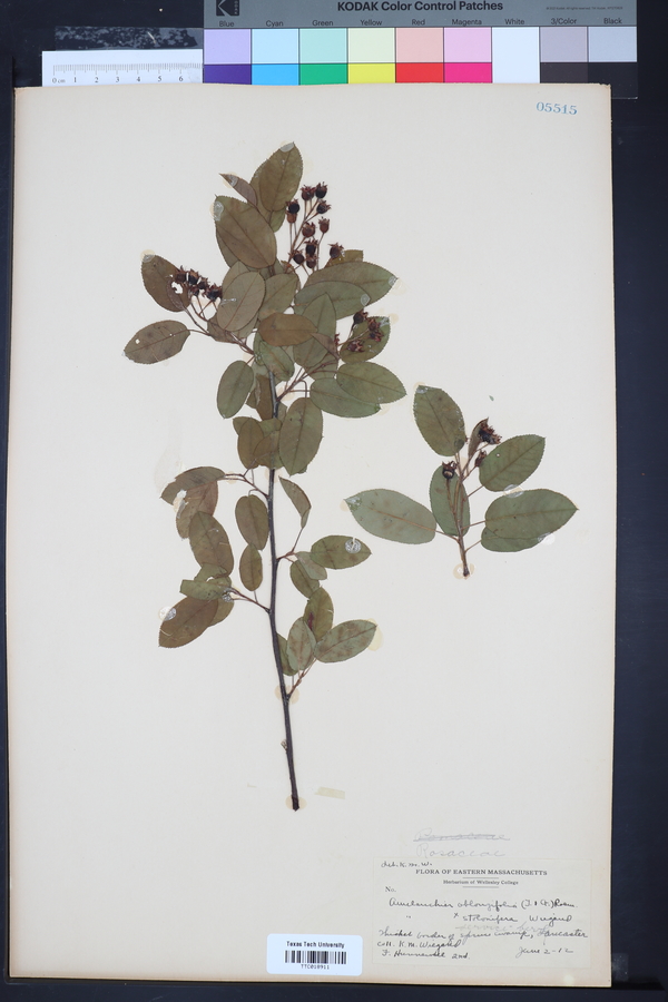 Amelanchier oblongifolia image