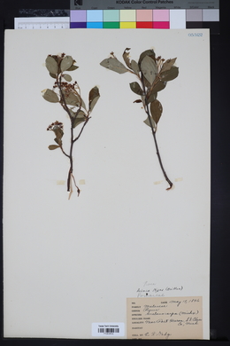 Aronia nigra image