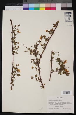 Rubus oklahomus image