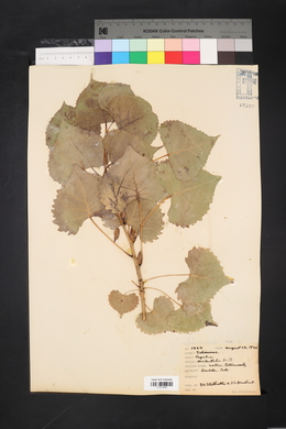 Populus deltoides subsp. monilifera image