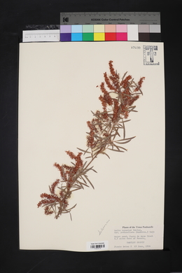 Salix interior var. pedicellata image