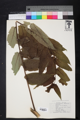 Ailanthus altissima image