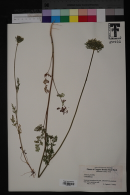 Daucus pusillus image