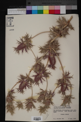 Eryngium leavenworthii image