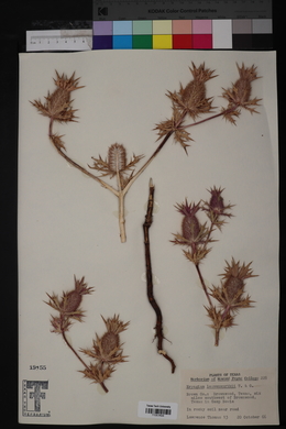 Eryngium leavenworthii image