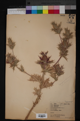 Eryngium leavenworthii image