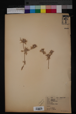 Eryngium leavenworthii image