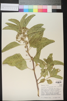 Asclepias oenotheroides image