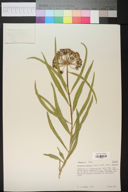 Asclepias asperula image