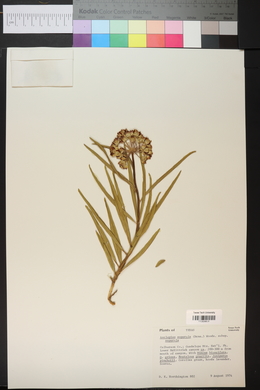 Asclepias asperula image