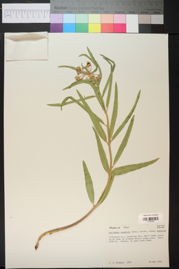 Asclepias asperula image