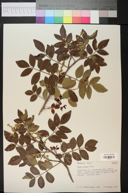 Rhus virens image