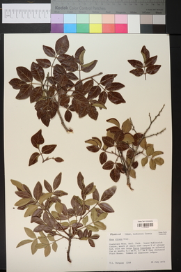 Rhus virens image