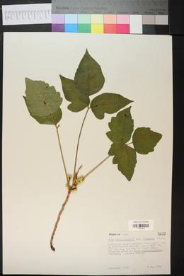 Toxicodendron rydbergii image