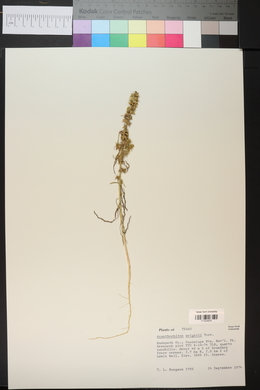 Amaranthus acanthochiton image