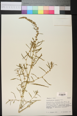 Amaranthus acanthochiton image