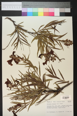 Chilopsis linearis image